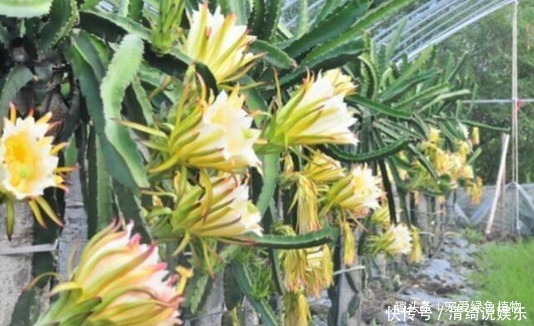 吃水果时,留一点,扔盆里,10天发芽成盆栽,能开花,结果!