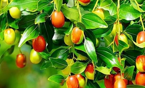 吉吉果|孩子总是回味元旦假期的快乐,不妨多吃3种吉吉果,寓意平安喜乐