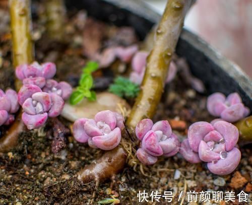 多肉|一种紫色“多肉”，5个养护小技巧，叶片肥，长成群生的漂亮老桩
