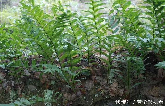 蛀牙|这种野草很珍贵，喜欢附大树上生长，现在很少见人称“槲蕨”
