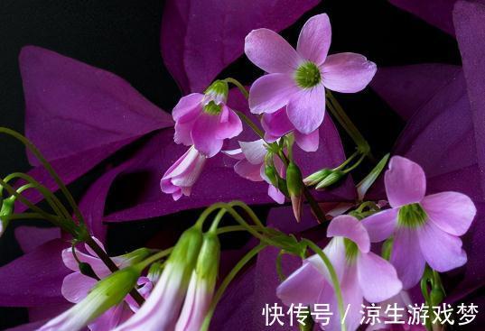 适合冬天剃头的5种花,剪一剪,来年花开不断