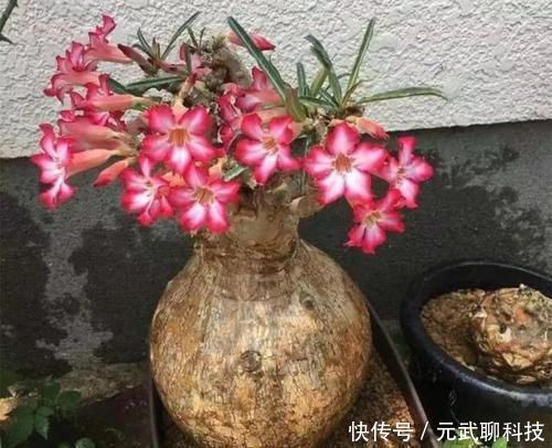 放大|养这三种花,盆越小,开的花越多,放大盆还容易死