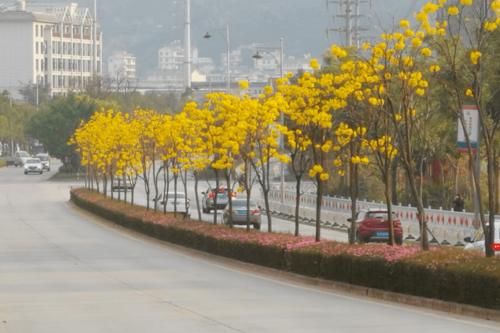 云南普洱：初春赏花好地方