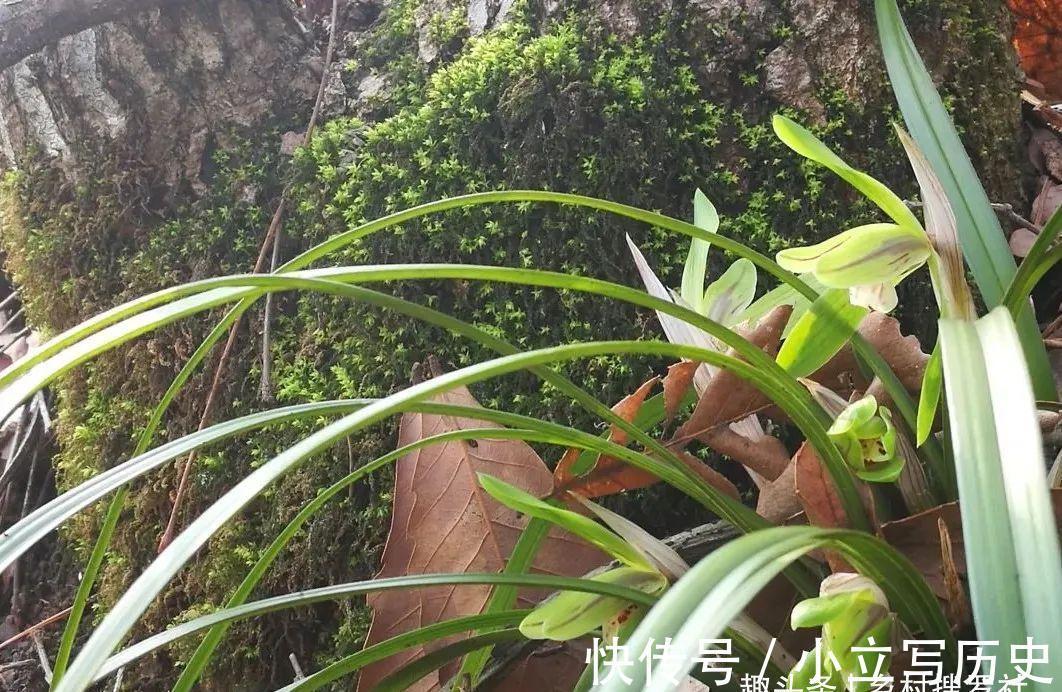 山上的兰花，也有只长苗而不开花的，你知道是什么原因吗？