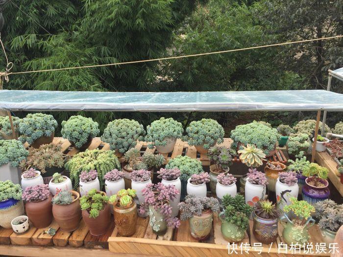 女婿|女婿在楼顶养多肉，村里人都跑来参观，丈母娘高兴坏了！
