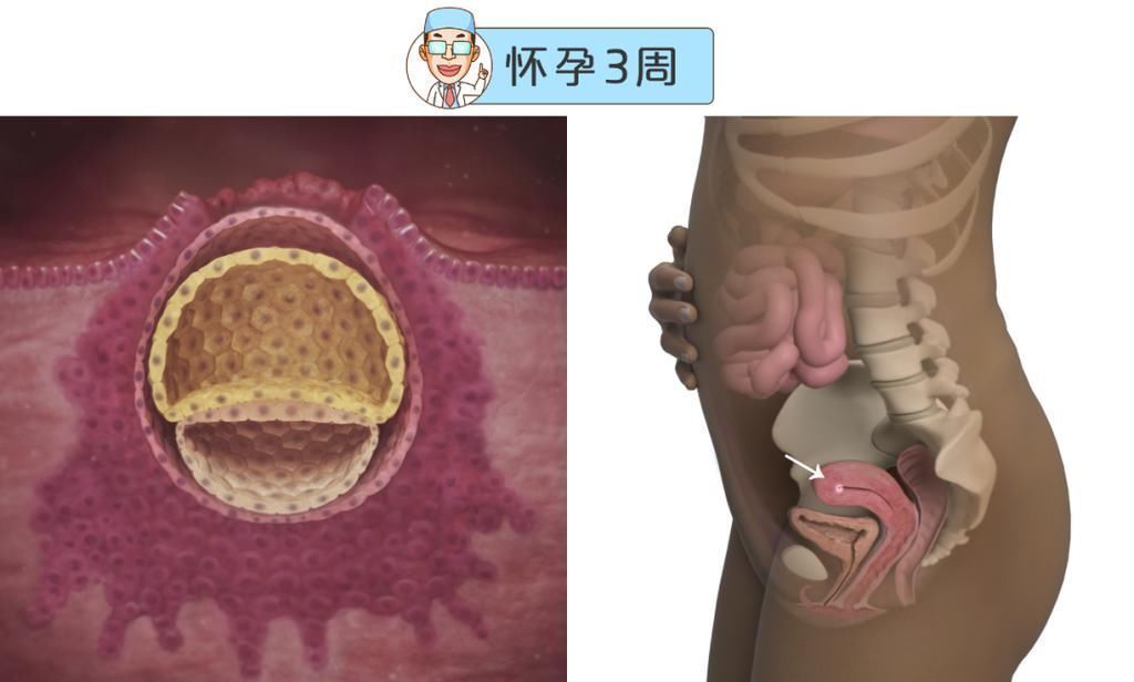 婴儿|最全的怀孕周期图鉴，感受从受精卵到婴儿的神奇变化！