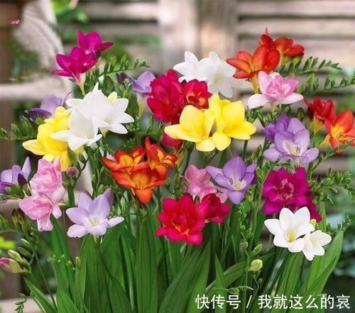 它平时看着似野草，一开花真惊人，花色艳丽花香重名叫“香雪兰”！