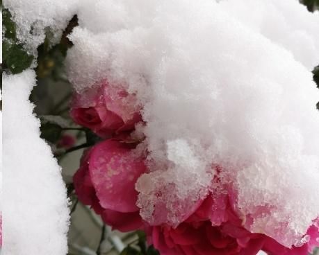 这10种花超级怕冷,再不搬进屋,小心只剩下盆了