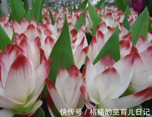 一块“大生姜”,开满粉荷花,家里养一盆,仙气飘飘,开花100天