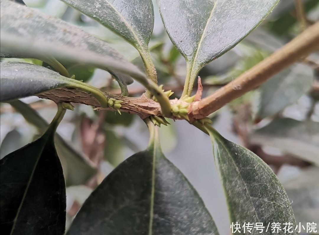 桂花|8月桂花正长花苞，给它用上1种肥，开花多，香味更浓