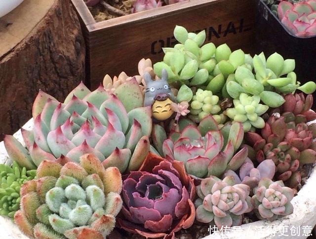 一个盆种一棵多肉好,还是拼盘好记住一点,壮又美,长爆盆!