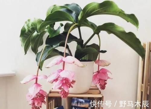 庭院选这几款花,花姿妖娆,盛开时繁花似锦,花色美轮美奂