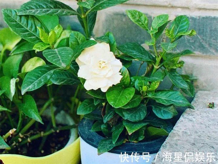 天后|10个养花的坏习惯，赶紧改，不然真是浪费钱！