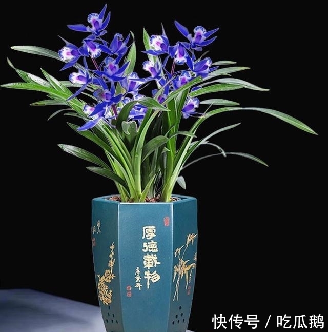 这款“蓝色”突然就火了，是我见过的最美兰花，摆一盆高雅又大气