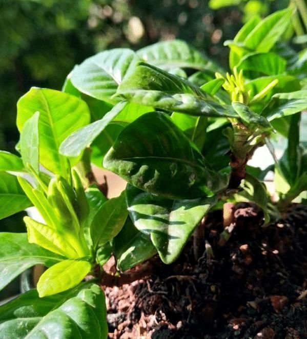 这些花最爱掉花苞,千万少浇水,越浇越不开花早看早知道