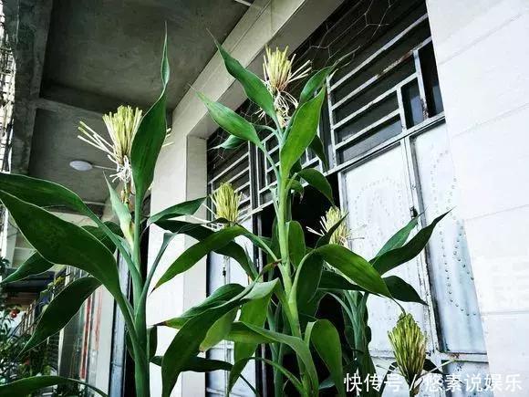 4种花有灵性,平时难开花,一有好事就开花!