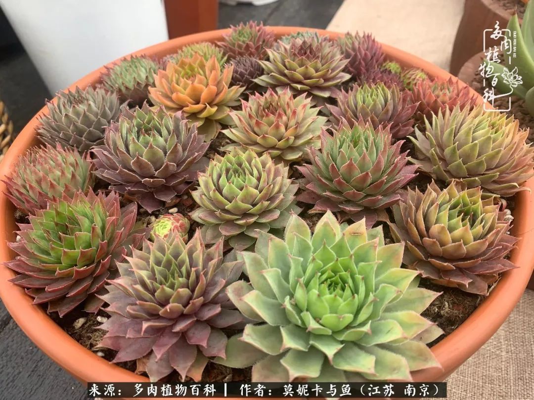 这多肉拼盘这么仙!如何制作达人手把手教你制作长生草拼盘!