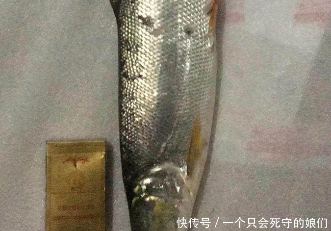 条鱼|稀里糊涂花300块钱买条鱼,做熟后肉又硬又糙,原来是长江大害鱼