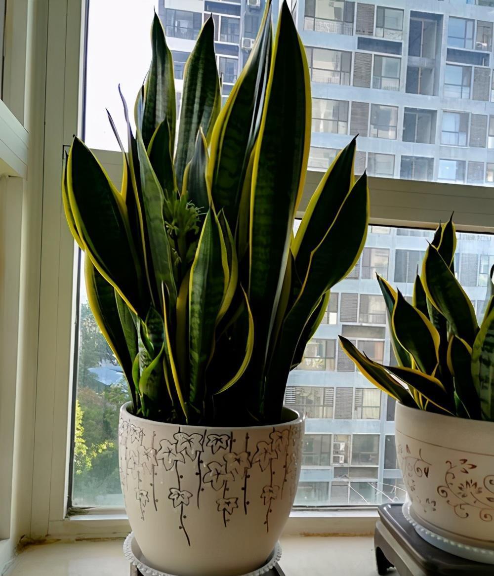 6种净化能力强的植物,第1名一叶兰,第2名芦荟,你养过哪些?