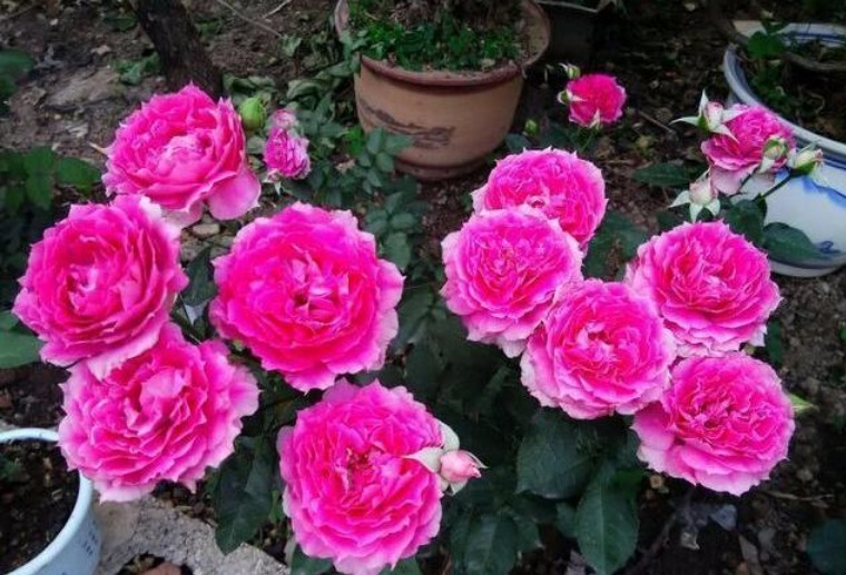 月季稀有品种之一,花色艳丽明亮,花香浓郁