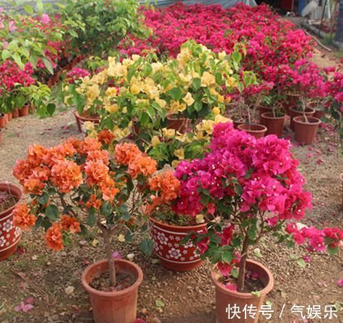 怪不得老公把发财树扔了,现阳台流行种此花卉,香飘满屋更迷人