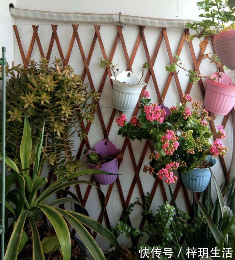 冬天浇花的“4个坏习惯”，看你有没有？难怪花卉烂根