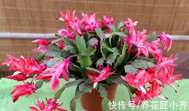 去年的蟹爪兰一个花苞没长，只需3步操作，花苞“蹭蹭冒”