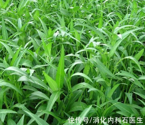 王大妈|这蔬菜称为“万毒之王”,却是每天餐桌上的美食,孩子竟然不怕