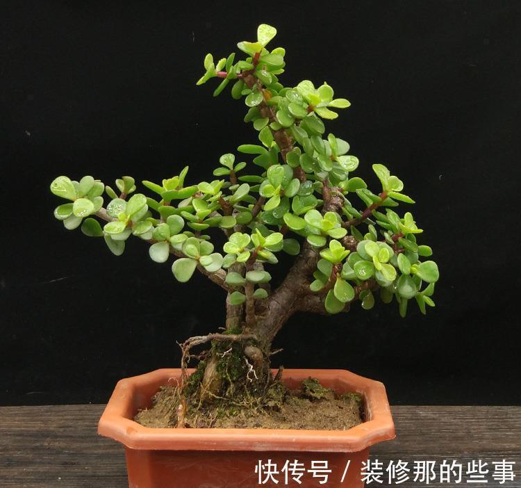 命里“多金”的5种花,寓意好又贵气,家里养一盆,带来好运气