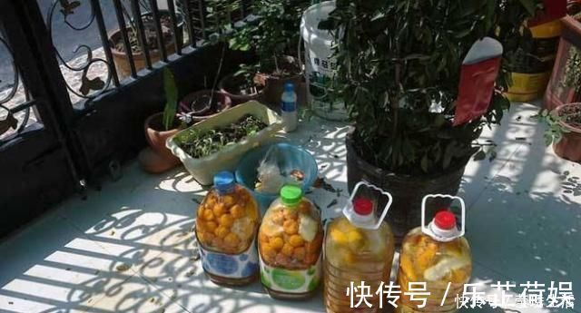 植物|2种水,是养花的“砒霜水”,万万不能用,不然黄叶花枯死