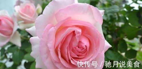 worlds|喜欢菊花，那就养“精品玫瑰”银禧庆典，花开梦幻，爆成花海