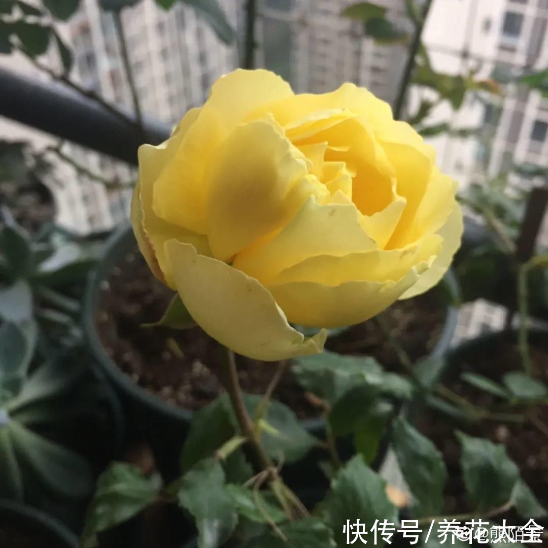 太阳|6种花，命里带“金”，太阳一照金灿灿