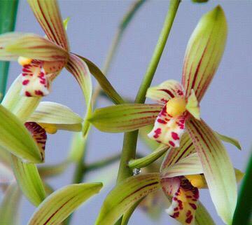 花特多|春兰惠兰建兰傻傻分不清楚看一点就明白,注意遮阴浇水,花特多