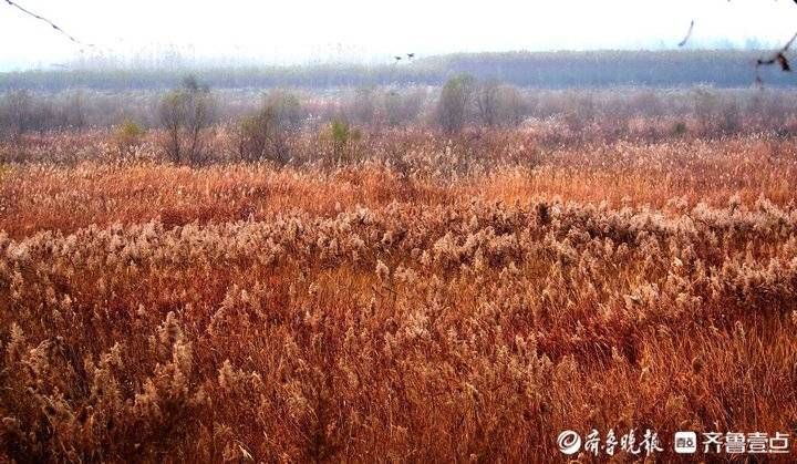 芦花|野鸡野鸭白鹭天堂，芦花飞舞的青岛大沽河湿地美如国画