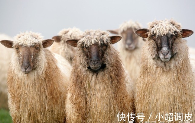 偏财运|“天上凤凰，地上金羊”，揭秘79年“大金羊”，晚年让老天羡慕！