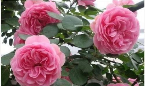 3种花,花朵大、颜色艳,一养就上瘾,抓紧养一盆