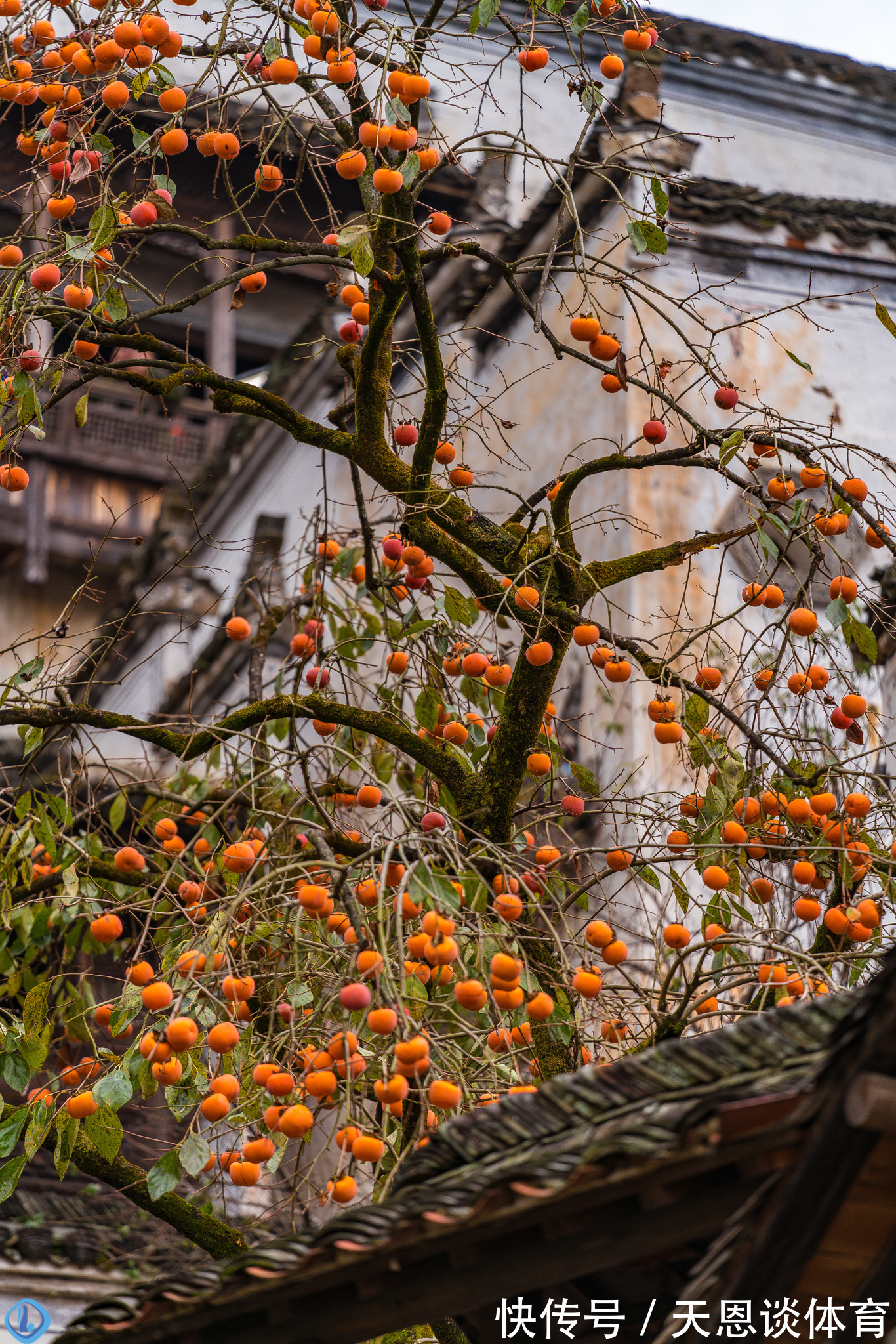 7种树“进宅”,旺财镇宅,延绵百年,家里有地方,一定养一棵