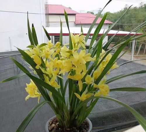 一款“零差评”的兰花，花色金黄无暇，香味浓郁悠久，很适合新手