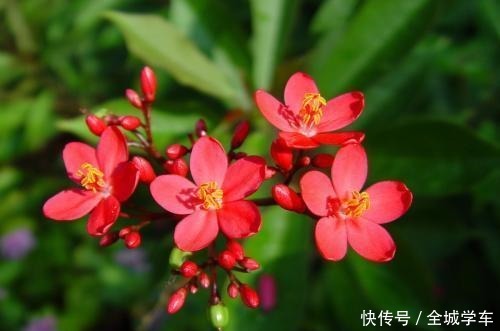 什么花四季开这3种别错过,天天在家赏花!