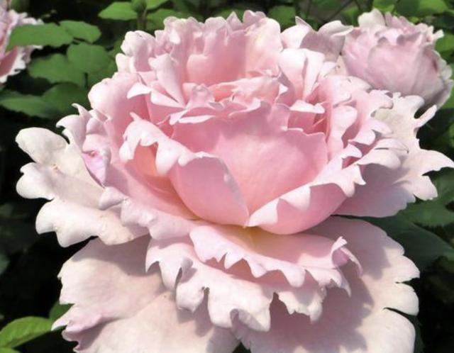 爷爷养花,从不用“营养液”,路边捡“2种料”,养啥花都爆盆!