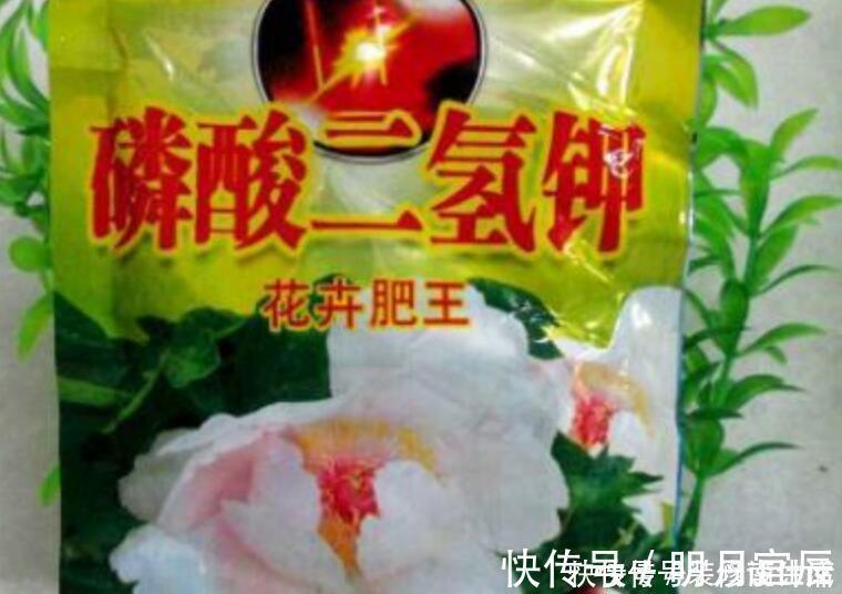 花卉|此1种花，花期超长，能开9个月，养一盆天天有花看