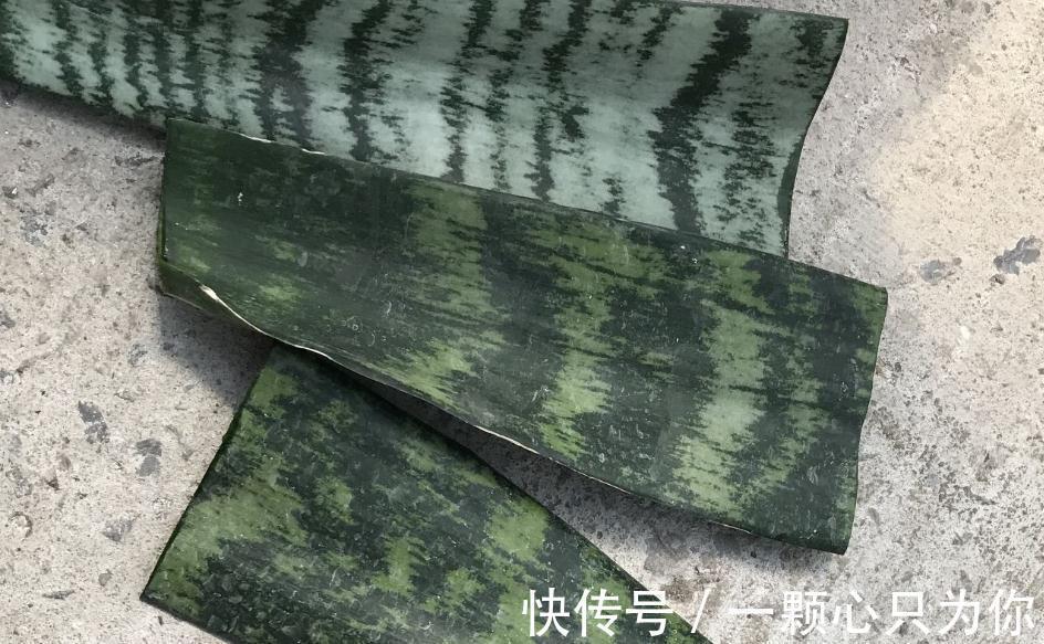 原来花卉还可以这么养,以后再也不用傻傻的去市场买花