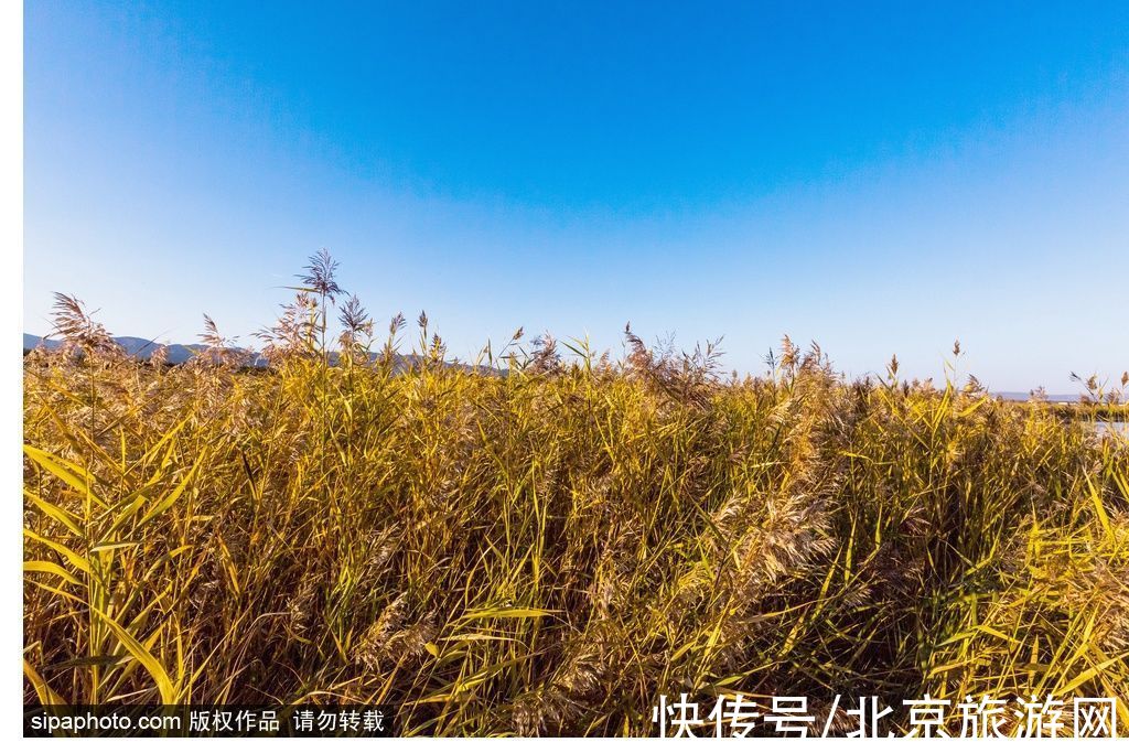 草原|在乌兰布统的秋天治愈疲惫 在锡林郭勒的草原牧歌田园