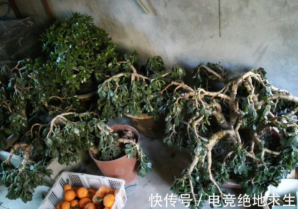 天冷后,9种花要“少水、断粮”,不然难过冬