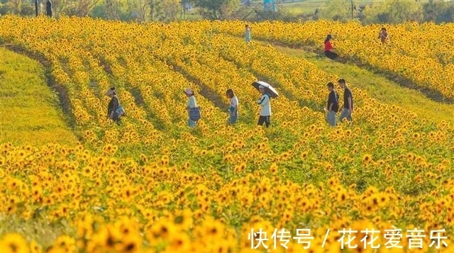 千里送鹅毛|国庆假期湖北文旅市场人气旺