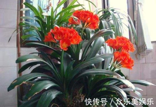 叶片|入冬后是君子兰的“关键期”，教你几个“窍门”，早学会早开花！