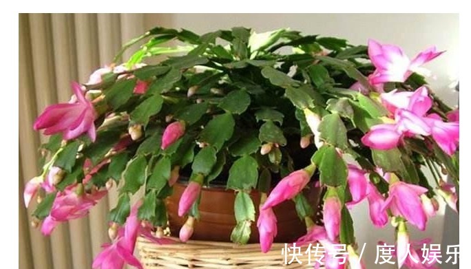 花友们|蟹爪兰不开花一周用一次“它”,花芽冒个不停,一开花就爆盆!