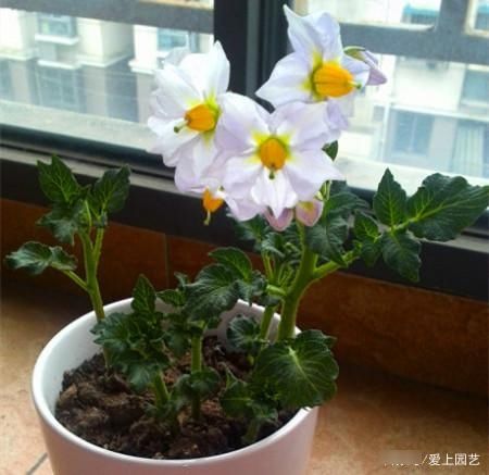  因为美味而被人忽视了美貌，说说那些令人惊艳的菜花