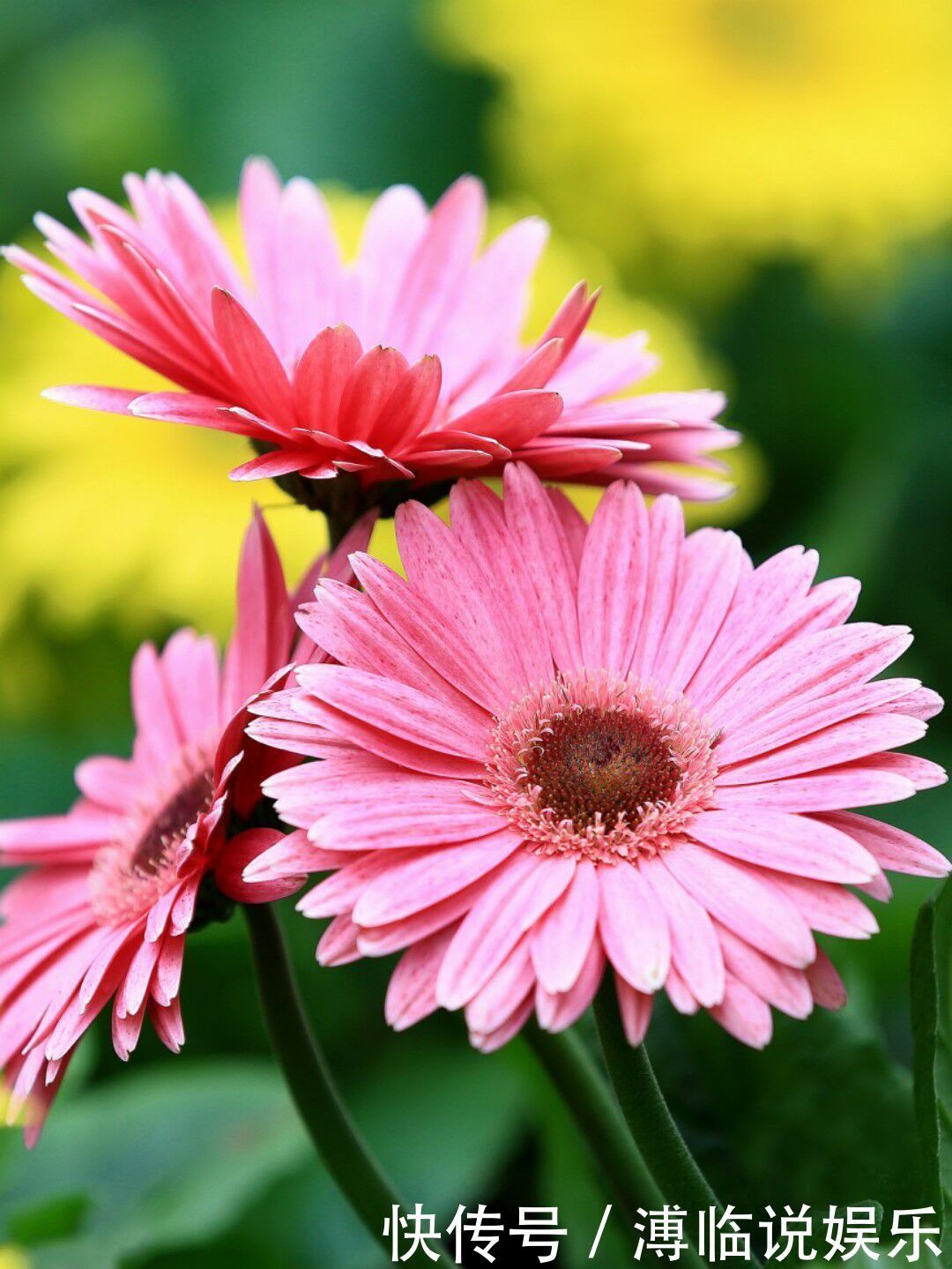 花卉|4种比长寿花还漂亮的花卉,花期270天,鲜艳美丽,花友首选
