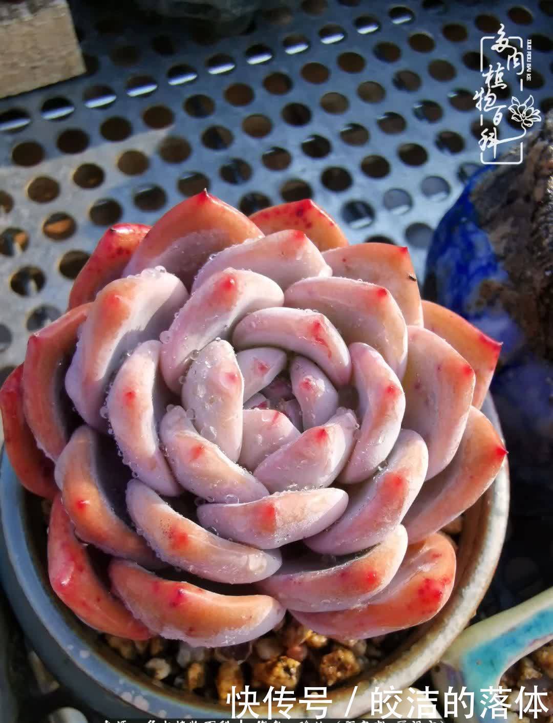 百度|我与多肉那些不得不说的故事!